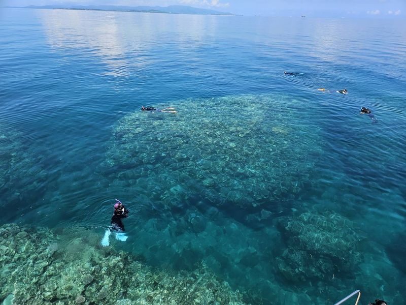 Coral and Sea Turtle Snorkeling - Who will get the most from this outing