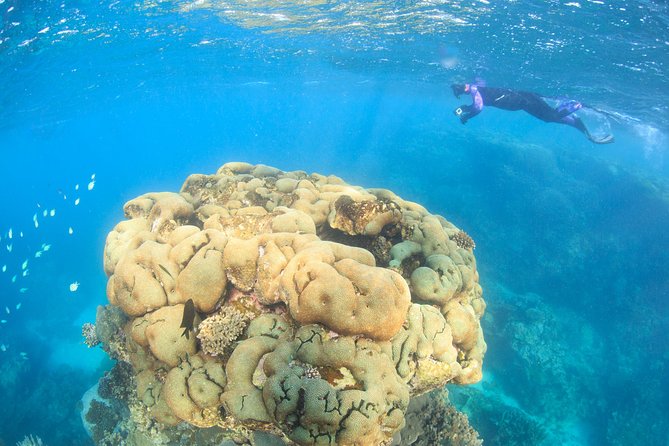 Coral Bay 2-Hour Coral Viewing and Snorkeling - Overview and Experience