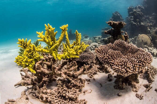 Coral Bay 2-Hour Coral Viewing and Snorkeling - Cancellation Policy