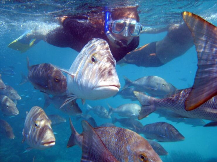 Coral Bay: 2-Hour Coral Viewing and Snorkeling - Activity Details