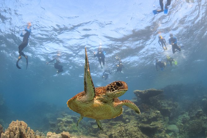 Coral Bay 3-Hour Turtle Ecotour - Tour Highlights