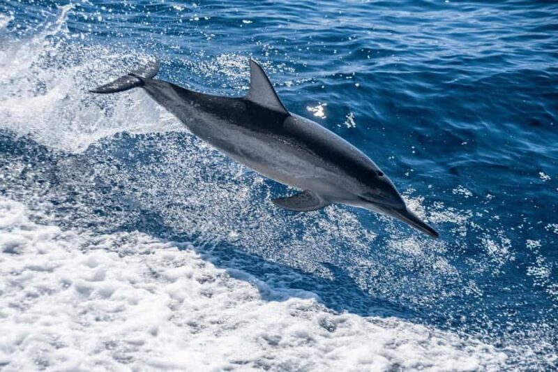 Coral Bay: Full Day Ningaloo Reef with Manta Rays Tour - The Sum Up