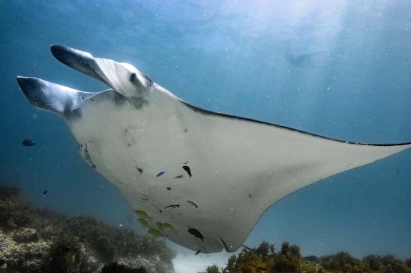 Coral Bay: Full Day Ningaloo Reef with Manta Rays Tour - FAQ