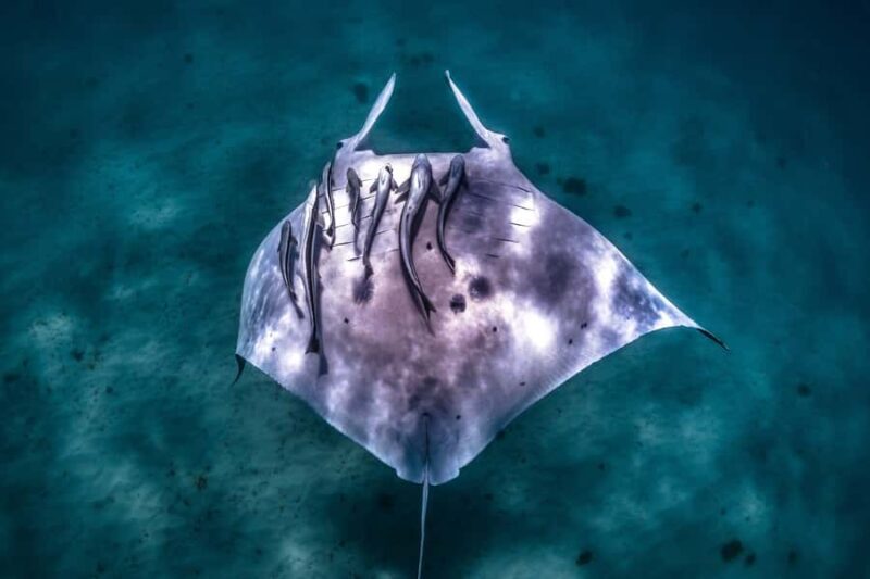 Coral Bay: Marine Eco Safari - Swim With Manta Rays - The Itinerary Breakdown: What Makes It Special