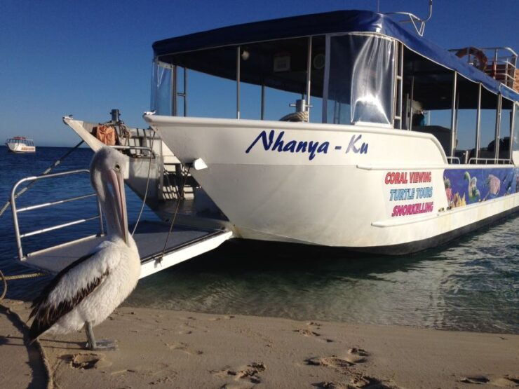 Coral Bay: Ningaloo Reef 3-Hour Turtle Ecotour - Experience Highlights