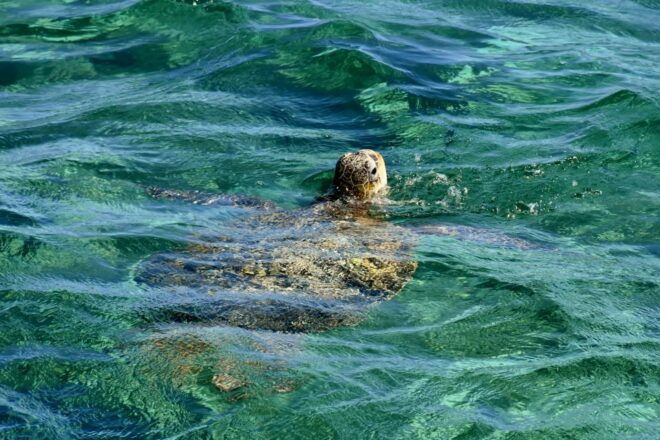 Coral Bay: Ningaloo Reef 3-Hour Turtle Ecotour - Review Summary