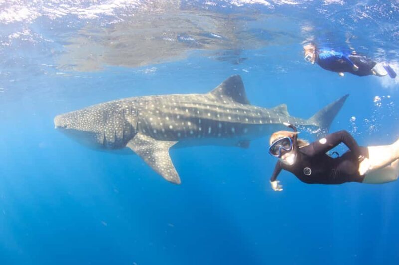 Coral Bay: Ningaloo Reef Swim and Snorkel with Whale Sharks - Discovering Ningaloo Reef: A Natural Wonder