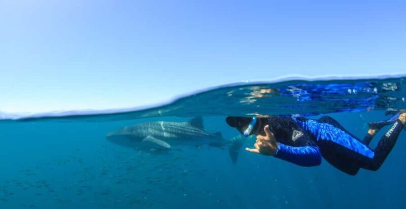 Coral Bay: Ningaloo Reef Swim and Snorkel with Whale Sharks - The Vessel and Guides: Comfort and Expertise