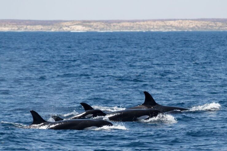 Coral Bay: Ningaloo Reef Swim and Snorkel With Whale Sharks - Activity Details