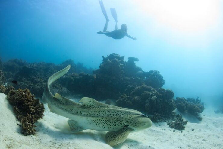 Coral Bay: Ningaloo Reef Swim and Snorkel With Whale Sharks - Experience