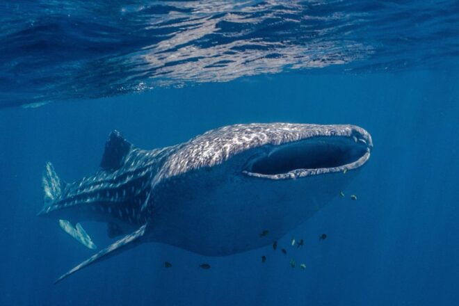 Coral Bay: Ningaloo Reef Swim and Snorkel With Whale Sharks - Tour Description