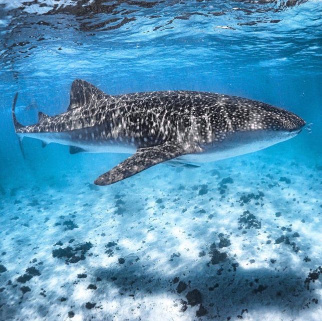 Coral Bay: Ningaloo Reef Swim and Snorkel With Whale Sharks - Inclusions