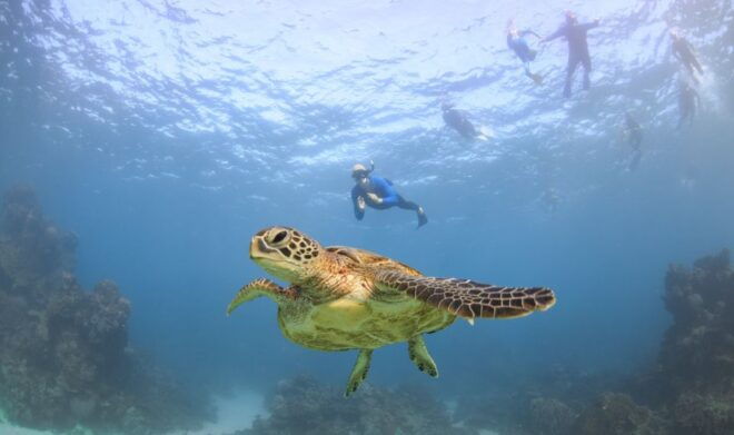 Coral Bay: Ningaloo Reef Swim and Snorkel With Whale Sharks - Review Summary