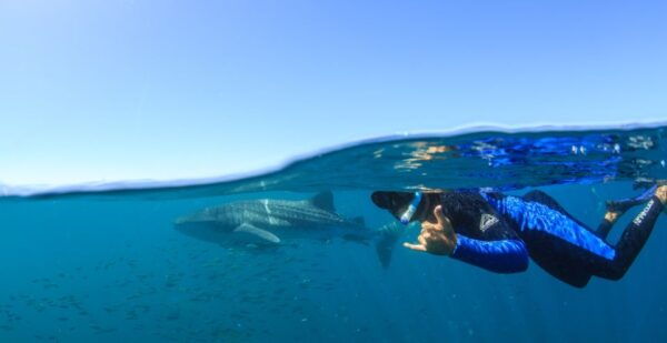 Coral Bay: Ningaloo Reef Swim and Snorkel With Whale Sharks - Common Questions