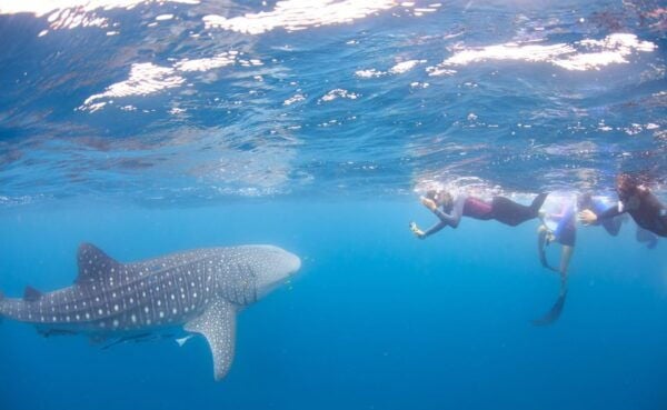 Coral Bay: Ningaloo Reef Swim and Snorkel With Whale Sharks - The Sum Up