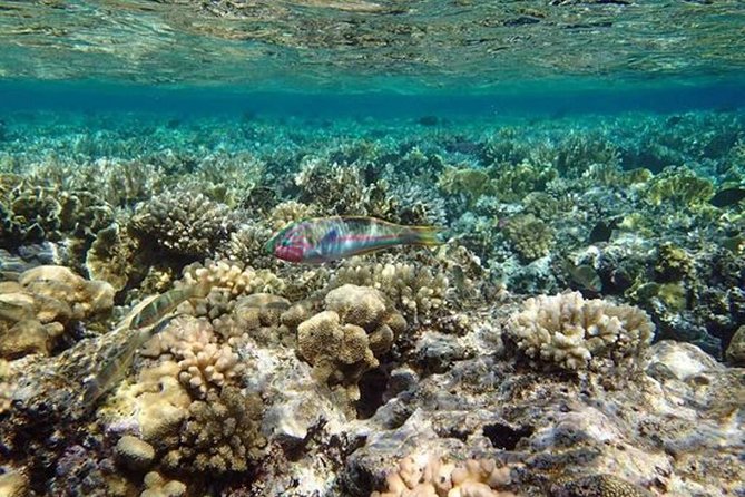 Coral Garden - Pickup Information