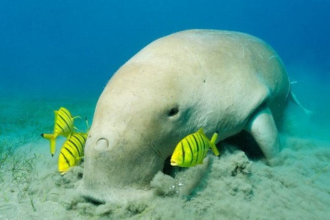 Coral Garden - Marine Life Exploration