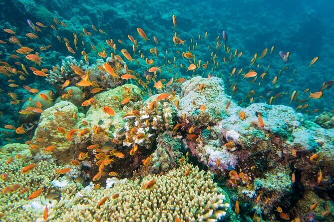 Coral Island Banana Beach Snorkeling and Clear Kayak Tour - Final Thoughts