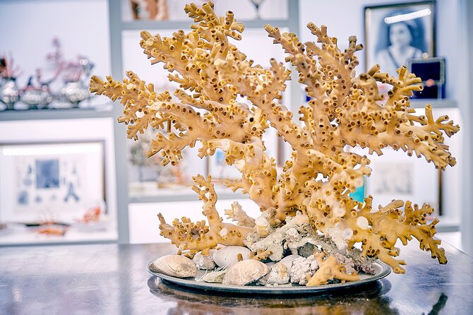 Coral Processing Experience With Visit to the Museum - Good To Know