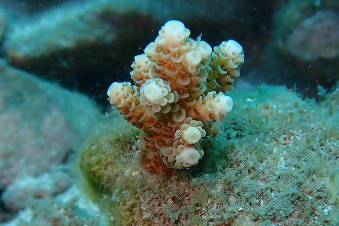 Coral Propagation Workshop- Koh Chang Full Day - Workshop Overview