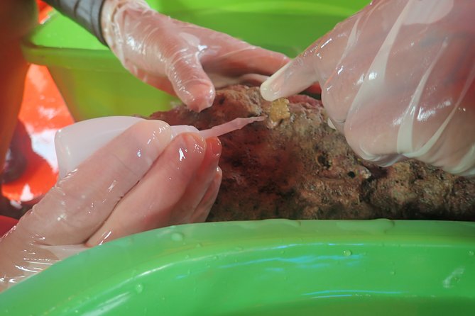 Coral Propagation Workshop- Koh Chang Full Day - Location and Accessibility