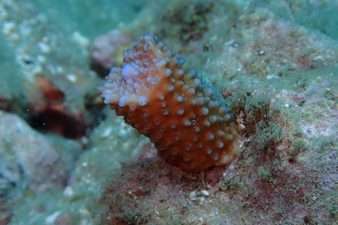 Coral Propagation Workshop- Koh Chang Full Day - Cancellation Policy
