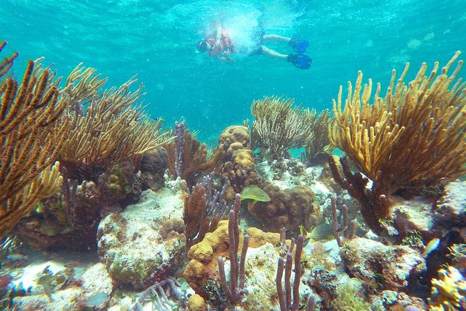 Coral Reef Snorkeling With Lunch and Roundtrip Transportation in Puerto Morelos - Recommendations and Tips