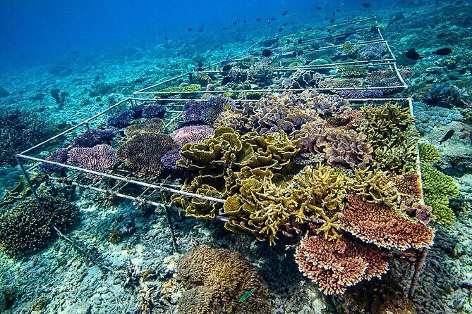 Coral Restoration Snorkeling Tour On Nusa Penida with NGO - Coral Restoration Snorkeling Tour on Nusa Penida with NGO: A Genuine Marine Conservation Experience