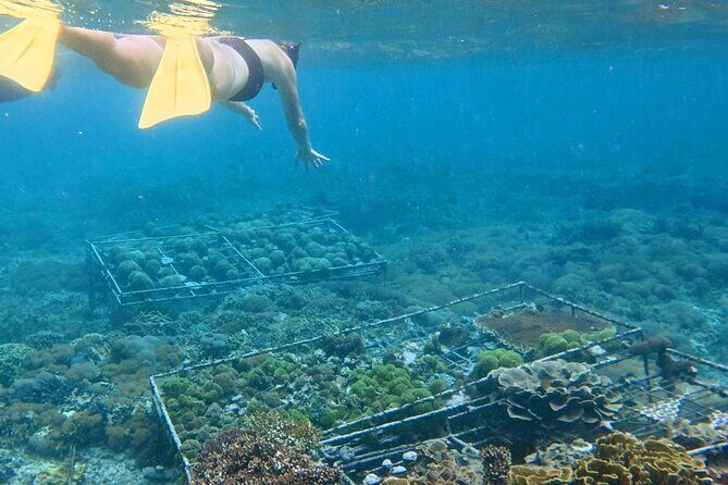 Coral Restoration Snorkeling Tour On Nusa Penida with NGO - A Deep Dive into the Coral Restoration Snorkeling Experience
