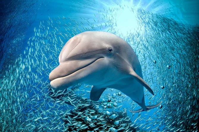 Coral World Ocean Park General Admission Ticket - Interactive Experiences at the Park