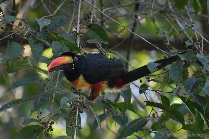 Corcovado Los Planes Birding Tour - Tour Inclusions