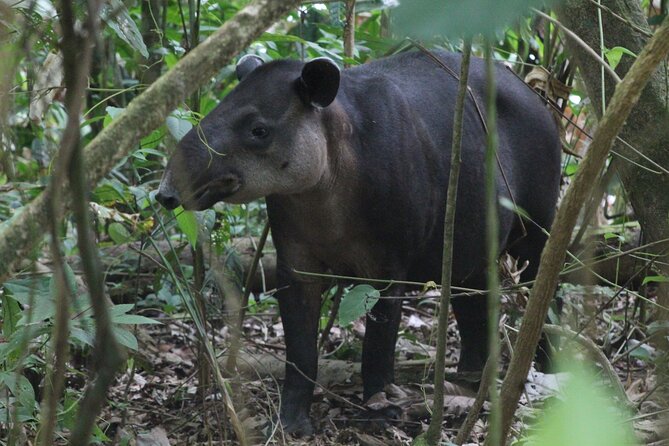 Corcovado National Park Day Tour - Inclusions