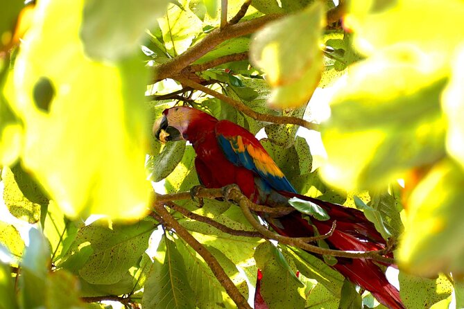 Corcovado National Park Day Tour - Booking and Logistics