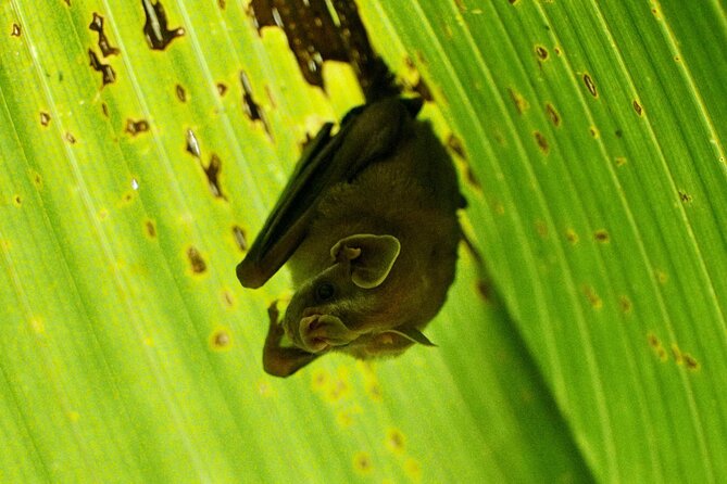 Corcovado National Park Day Tour - Transportation Options