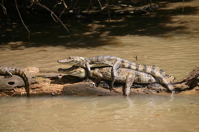 Corcovado National Park One Day Tour - Tour Highlights