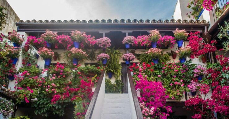 Córdoba: Guided Tour of the Patios - Experience Highlights