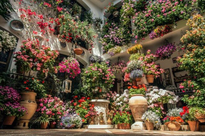 Córdoba: Guided Tour of the Patios - Selecting Participants and Date