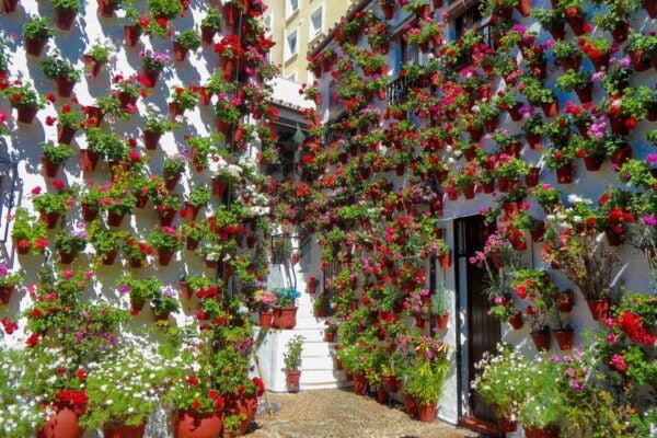 Córdoba: Guided Tour of the Patios - Reservation and Payment