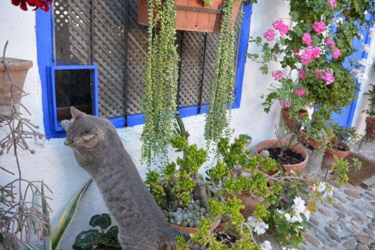 Cordoba: Patios & Flowers Private Walking Tour - Tour Details