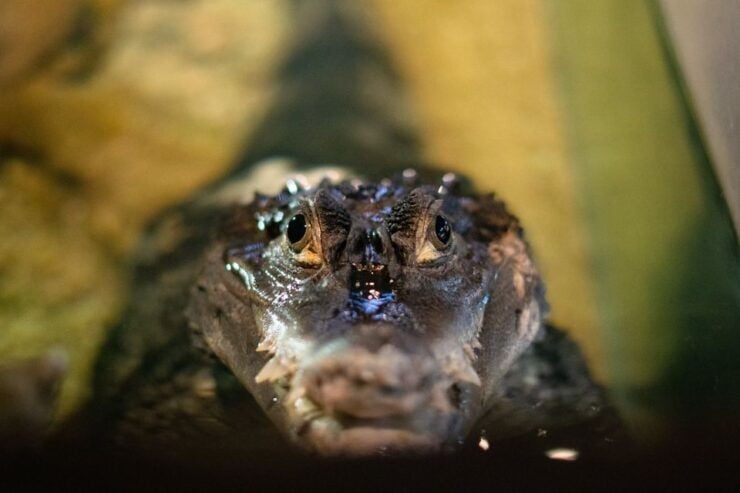 Corfu: Aquarium Entry Ticket With Guided Tour - Good To Know