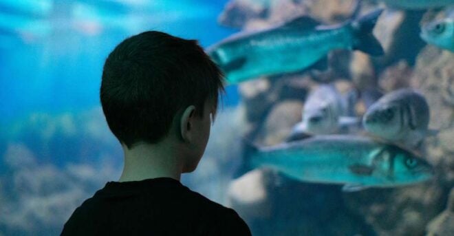 Corfu: Aquarium Entry Ticket With Guided Tour - Tour Description