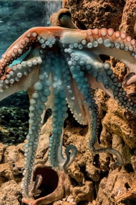 Corfu: Aquarium Entry Ticket With Guided Tour - Directions