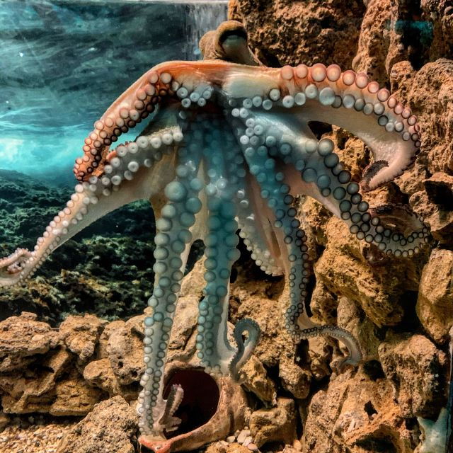 Corfu: Aquarium Entry Ticket With Guided Tour - Frequently Asked Questions