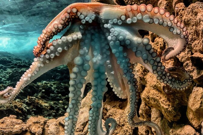 Corfu Aquarium Ticket With Tour Included - Reviews and Ratings Overview