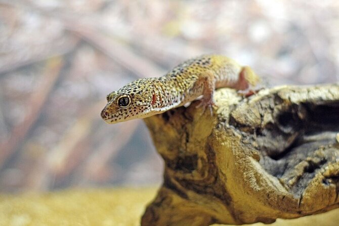 Corfu Aquarium Ticket With Tour Included - Booking Details and Cancellation Policy