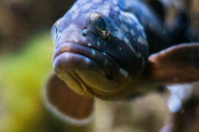 Corfu Aquarium Ticket With Tour Included - Visitor Experiences and Recommendations