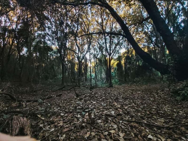 Corfu: Guided Hiking Tour of Arkoudilas Beach and Forests - Authentic Insights from Reviewers