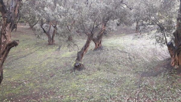 Corfu: Mountain Villages Private Tour - Pickup Locations