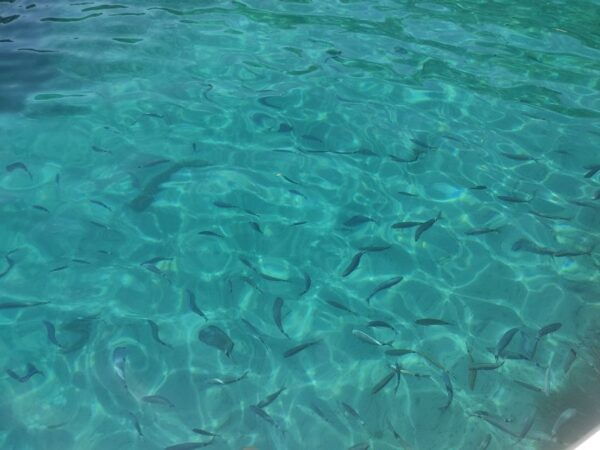 Corfu: Private Boat Cruise With Drinks and Snorkeling - Guide and Private Group Experience