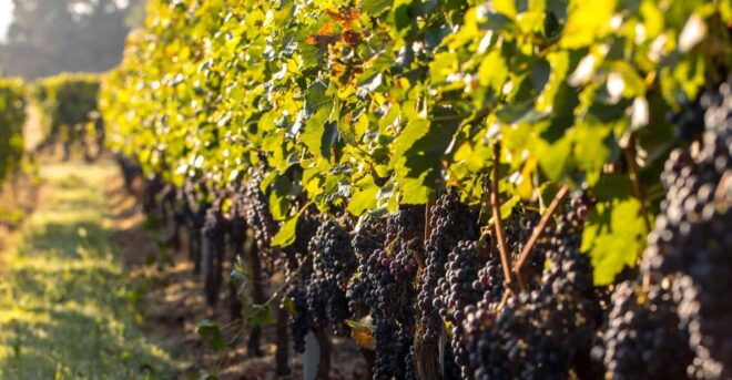 Corfu: Taste of Greece, From Day to Night - Transportation Information